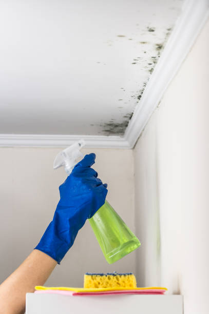 Professional Mold Removal in Gurdon, AR